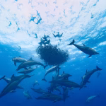 How Dolphins Master the Bait Ball Hunt: Nature’s Underwater Strategy Unveiled
